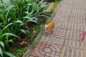 ベトナムで野良チワワと遭遇。