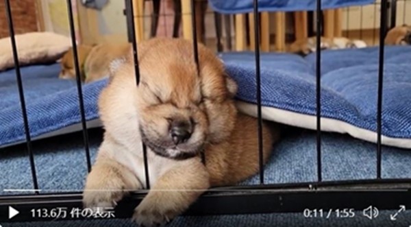 【むっちり】赤ちゃん柴犬のぶちゃかわフェイスに癒される…! -「もっちりしててほんと可愛い」