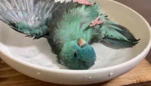 【世界中から反響が!】水浴びを楽しむ「サザナミインコ」が可愛すぎると30万超え"いいね"集まる!