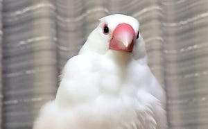 【一癖あります】ﾌﾜﾌﾜすぎる文鳥、心配して獣医さんに見てもらったら… - 「あまりにも愛しい」「鳥にもくせっ毛ってあるのか...」