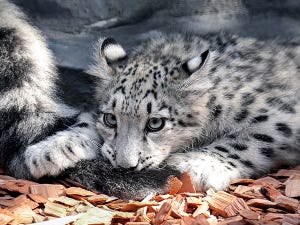 【尊い…】ユキヒョウの赤ちゃんが可愛すぎてつらい!! 母の尻尾とじゃれる姿に「可愛いなぁ」「表情にずきゅん…」とツイッター民もメロメロ