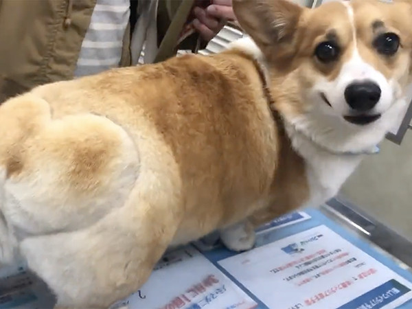 【ぐうかわ】注射が怖すぎてぷるぷる震えるハート型ヒップ。超愛くるしいコーギー犬がSNS上で大バズリ! 「かわいい」の声爆発