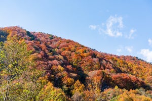 この秋行きたい都道府県ランキング、1位は? - 2位京都府、3位長野県、4位北海道、5位栃木県