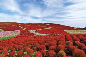 全国「秋の花絶景」ランキング、1位は? - 2位観光農園花ひろば(愛知)、3位那須フラワーワールド(栃木)