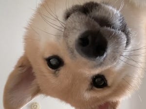 【衝撃の可愛さ】生後六ヶ月の柴犬がどんどん近づいてくる動画に「なんだ、この幸せ動画」「たまらん」「襲われたい♡」と嬉しい悲鳴続出!!