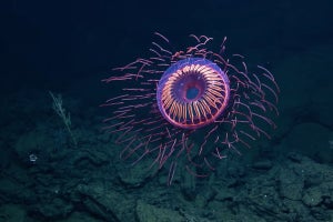 深海で発見されたクラゲがどう見てもエヴァの「使徒」で、ネット「パターン青」