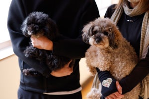 愛犬と”星空と美食”を堪能。星が降り注ぐ宿・グランピング施設『天然温泉阿智星降りの宿やま星』- 長野県阿智村