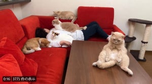 【チケットあったら行ってみたい】愛猫たちに囲まれて眠る様子が「マジ楽園」「ハーレム」と話題に - だが、楽園の中に"1匹おっさん"が…? 一体どういうこと!?