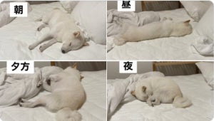 【全部かわいいけど夜優勝すぎ】あれ?ずっと寝てる…? 一日中寝てばっかりいる柴犬に「かわいいから許される行為」「こんな生活したい」と8万超"いいね"集まる