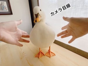 癒し効果ハンパない!! ポヨンポヨン揺れるアヒルちゃんに「永遠に見てられる」「心の傷が癒える」「最高に和んだ」の声続々!