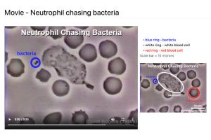 白血球が細菌を追いかける映像が話題、ネット「リアルはたらく細胞だ！」