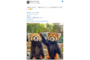 「なんでやねん！」と聞こえてきそうなレッサーパンダの写真が話題、ネット「最高コンビ」