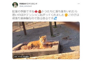 落ち葉にテンションを上げる仔トラの動画が話題に、ネット「おっきいネコちゃん……」