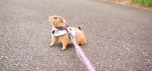 【犬じゃないほう】帰宅を断固拒否する“ドッグ”が可愛すぎる! -「鉄の意志を持ったドッグ」「なにこのかわいい子っ!!!!」