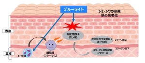 ブルーライトにより肌の光老化促進も ー 抑制するには?