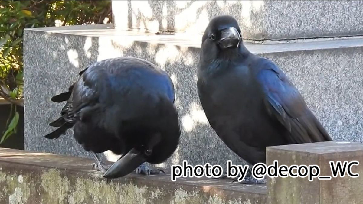 【200万回再生】「頭かいて～」おねだりカラスの動画がかわいすぎてしんどい…! - 「かわいい…」「これは見ちゃうやつ」 