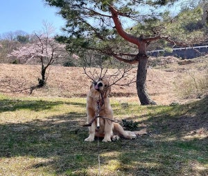 【どういう状態?】枝集めが趣味のわんこがお茶目すぎる! -「トナカイのコスプレ?」「木になった気分かな」