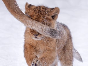 【わんぱく】お母さんの尻尾に激突! 生まれて3ヶ月の赤ちゃんライオンの姿に「決定的瞬間」「かわいすぎて心臓もげそう」と心奪われる人続出!!