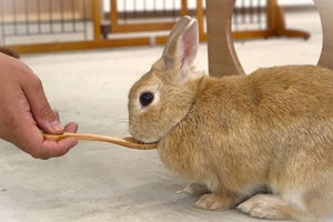 うさぎ30匹と触れ合い体験! 千葉県・成田ゆめ牧場で「うさジャック」開催