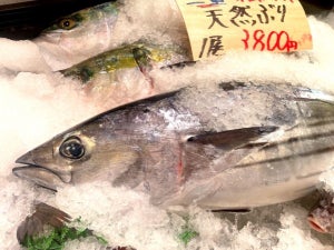 鰤(ぶり)が出世魚とされる理由は? おせちに入れる? はまちなど名前の順番も