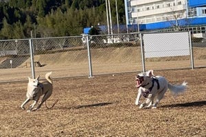 【怪獣犬…!?】全力で遊びすぎて顔面崩壊するワンちゃんにTwitter騒然 - 「お口がブラックホール」「ほぼ犬の顔してない」