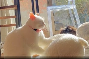 【癒し猫】後光差すモミモミ猫ちゃん降臨! 「悟り開いてる」「ご利益ありそう」