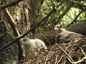 皇居と赤坂御用地でオオタカとフクロウが同時期に繁殖したことを確認-ハシブトガラスの個体数減少が要因?