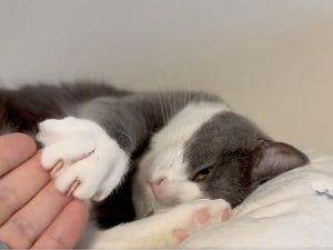 痒いところを掻いてくれる「猫の手」に一同キュンキュン!「やってもらいたい」「何回も見てしまう」「可愛い可愛すぎる」と大反響!