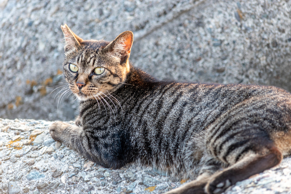 【生きてたあ】飼っていた猫を完全に家猫にしたら…宅配のお兄さんとのエピソードにほっこり! - 「ええ話や」「感動の再会」