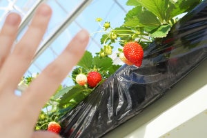 【浮かぶいちご!?】日本最大級の空中農園でいちご狩り! "食べなきゃ損"のときめきスイーツも