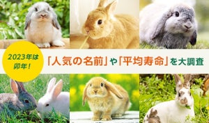 ペットの「うさぎ」飼育件数が急増中! 人気の名前ランキング1位は?