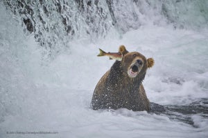 野生動物の面白い瞬間を捉えた写真コンテスト、面白過ぎる受賞作品が発表される