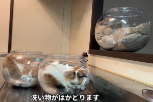 【猫は液体】もはや金魚鉢というより猫鉢「癒やされます」「眺め最高だわ」