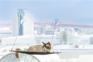 愛猫と泊まれる客室がハイアット リージェンシー 大阪に登場! 大型キャットタワーや猫用ベッド、猫用の食事も