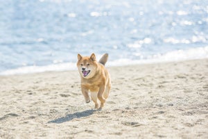 柴犬の名前ランキング、1位は?【7,738頭調査】