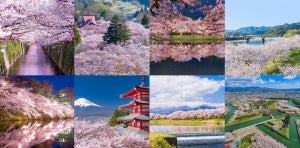 行ってみたい桜名所・お花見スポットは？【投票募集中】