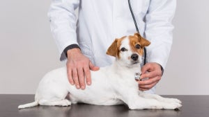 飼い主さんが気にしている愛犬のケア「痒み」「口腔」が上位に - 年齢・犬種による違いは?