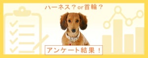 犬の飼い主さんに聞いた!「ハーネスと首輪」使っているのはどっち?