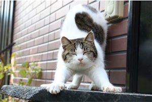 会ってみたい!「宿の看板ねこ」ランキング - 1位に輝いたニャンコは?