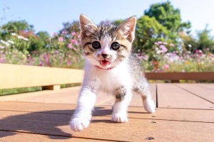 アドビ、猫がテーマの写真や動画、大喜利コンテスト - 最優秀賞はアマギフ10万円