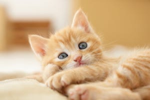 【猫の日】2月22日限定で猫になっちゃった!? 企業アカウントまとめ