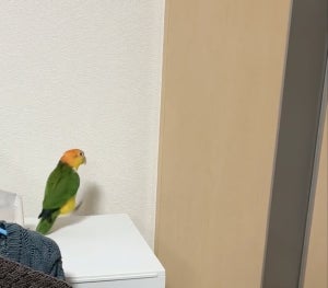 【ぴょんぴょん】パパをお出迎えするシロハラインコがとっても嬉しそう! ー その姿に「可愛すぎ」の声続出