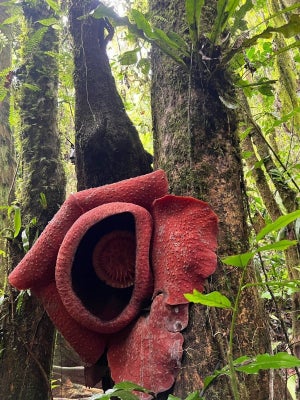 【素晴らしい幸運】幻の花「ラフレシア」に遭遇、奇跡のツーショットを撮影した人がネットで話題に! - ニオイや大きさなど話を聞いてみた