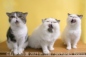 「ねこ休み展」が1年ぶりに広島で開催 - 200点以上の作品が集結