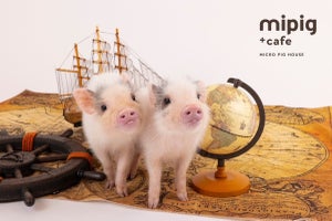 マイクロブタさんとふれあえる「mipig cafe」、イオンモール幕張新都心に出店へ