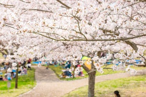 タクシーで都内の桜スポットを巡る「東京お花見ドライブコース」