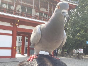 【愛知県】「鳩ですらナメてくる」。人慣れしすぎて人間の頭上に降臨!!「絵面が強い」「奈良の鹿よりサービス高い」と注目あつまる!