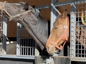 【ホコタテ対決】「頭を振りまくる馬 × 無反応を貫く馬」の名コンビが話題に!!「餅つき感」「修行僧のよう」「スルースキル高っか」と人気者に!