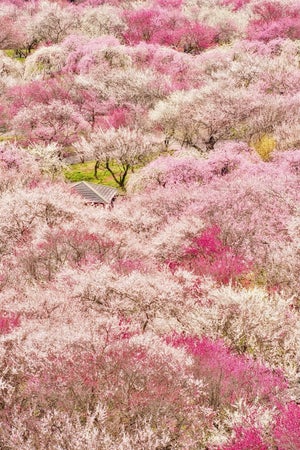 【満開宣言】まるで絵画! 鮮やかに咲き誇る梅の花が美しすぎる ー 「ことばが出なかった」「桃源郷ならぬ梅源郷」