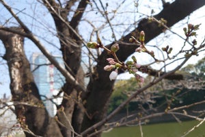 東京の「桜」開花、最も早い記録に並ぶ - ネット「あんなに寒かったのに」